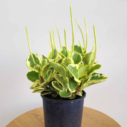 A peperomia obtusifolia variegated baby rubber plant in a black pot on a wooden table against a white background.