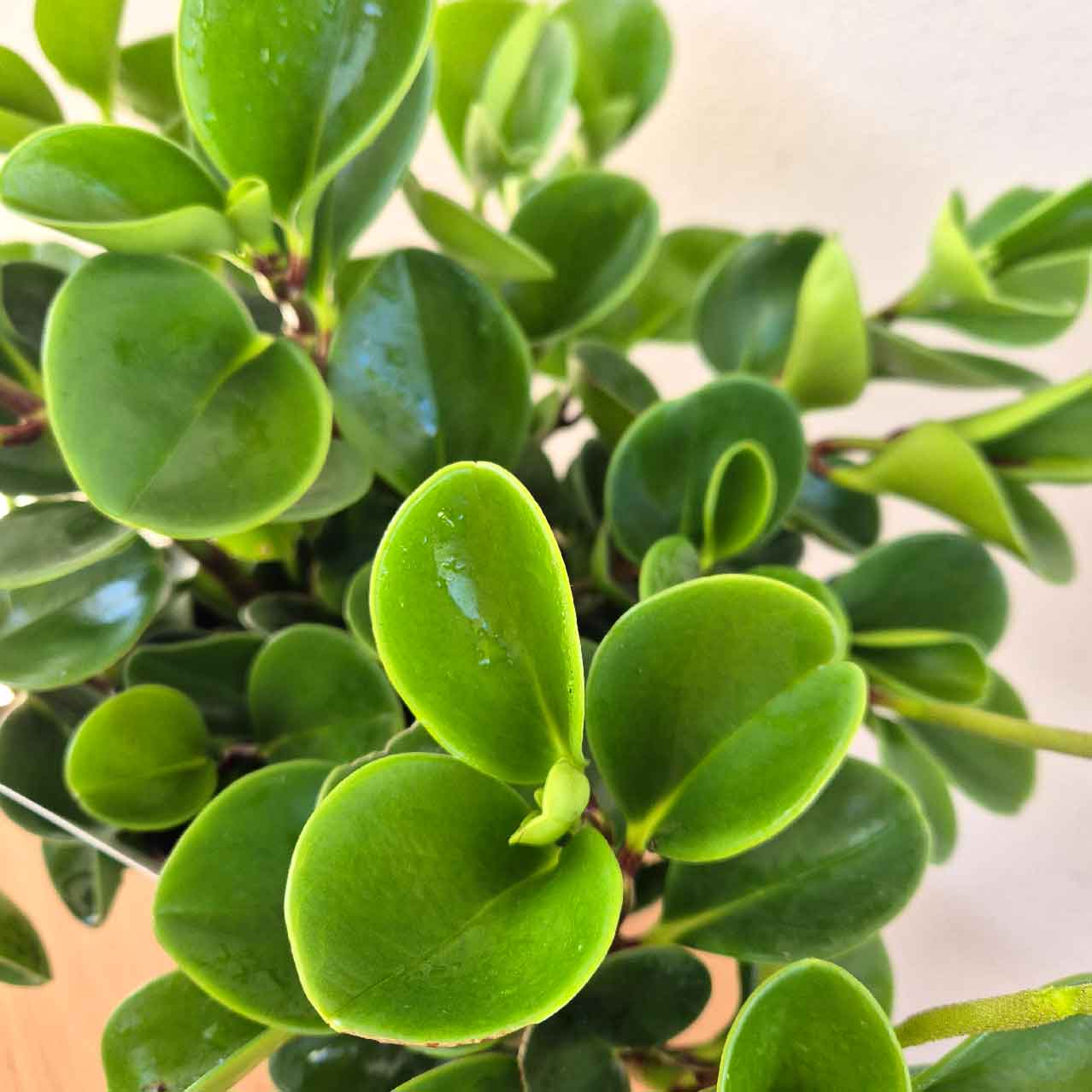 Indoor plant Baby rubber plant close up of green succulent like leaves 