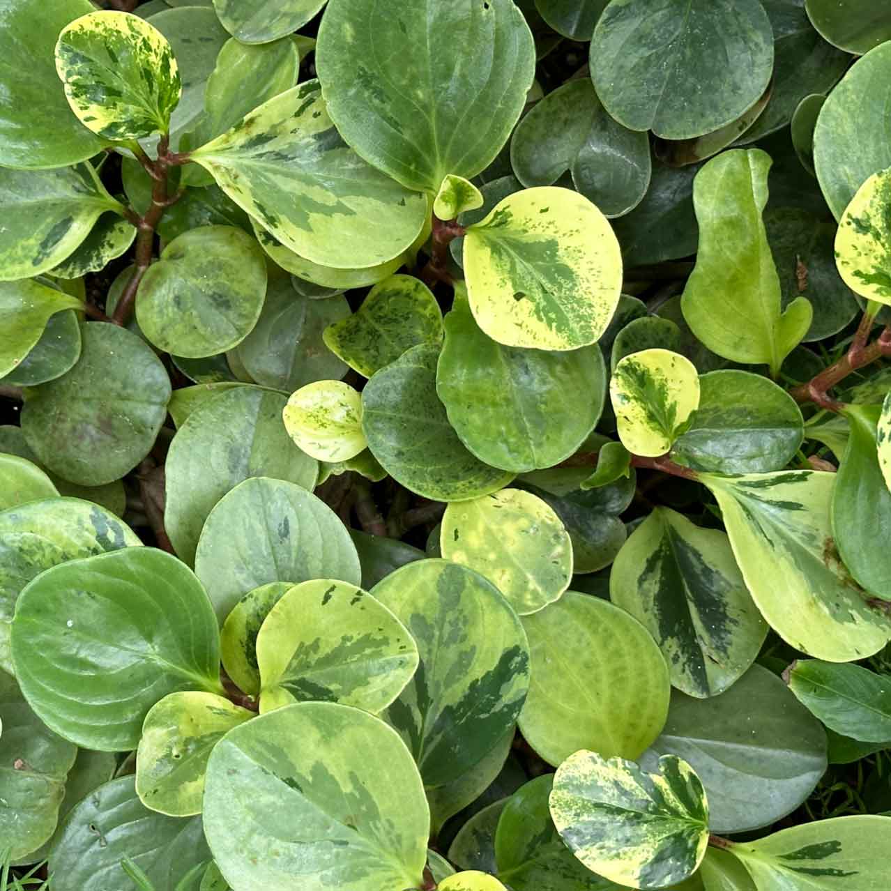 A close up top view of a peperomia obtusifolia variegated rubber plant.