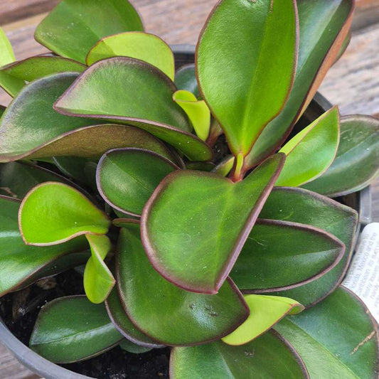 Close-up of a green leafy plant with purple edges