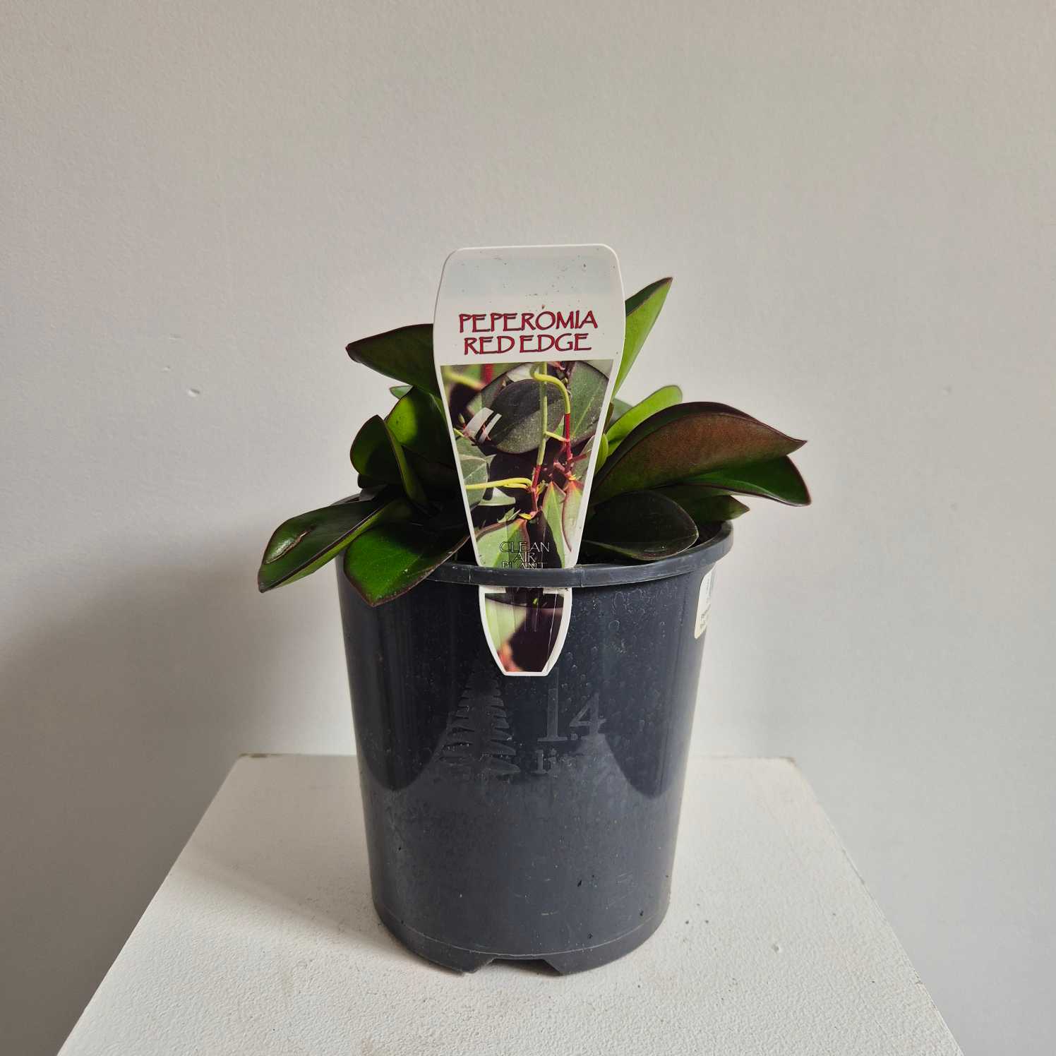 Potted plant with a label on a white surface