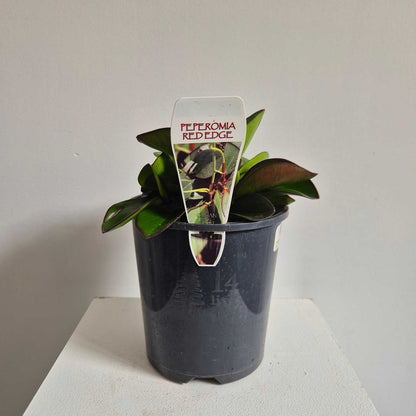 Potted plant with a label on a white surface