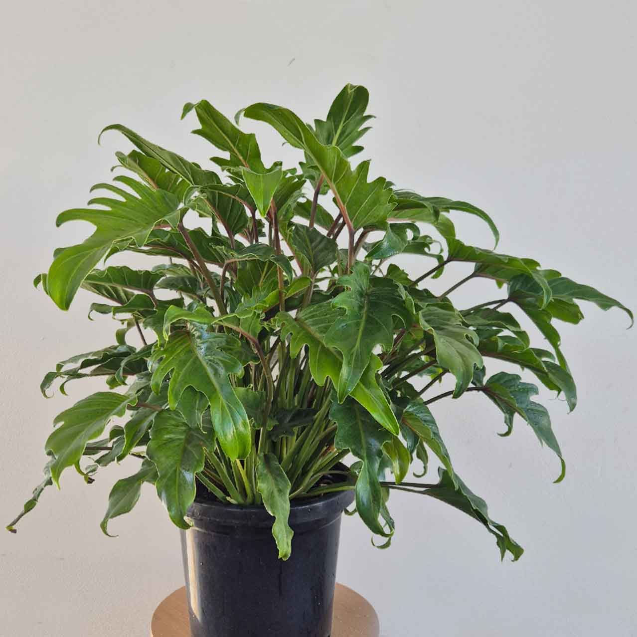 Philodendron Xanadu | Indoor Plant