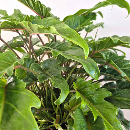 Philodendron Xanadu | Indoor Plant