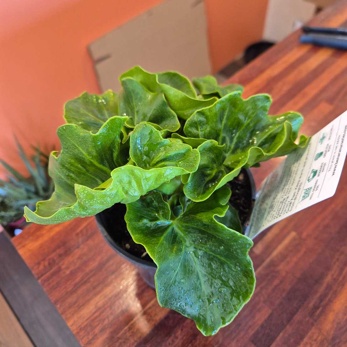 Green potted plant on a wooden surface with a blurred background