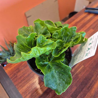 Green potted plant on a wooden surface with a blurred background