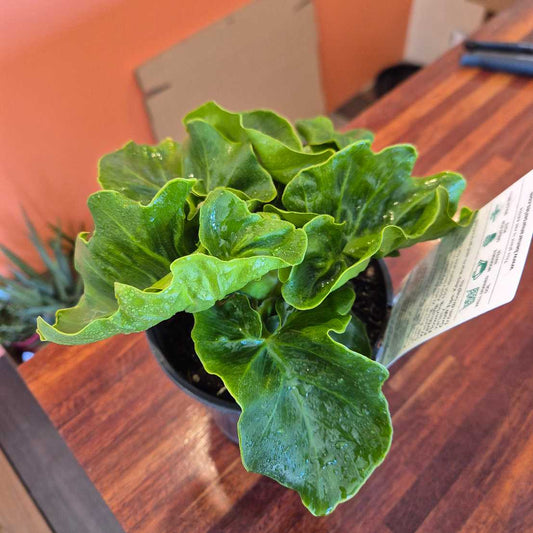 Green potted plant on a wooden surface with a blurred background