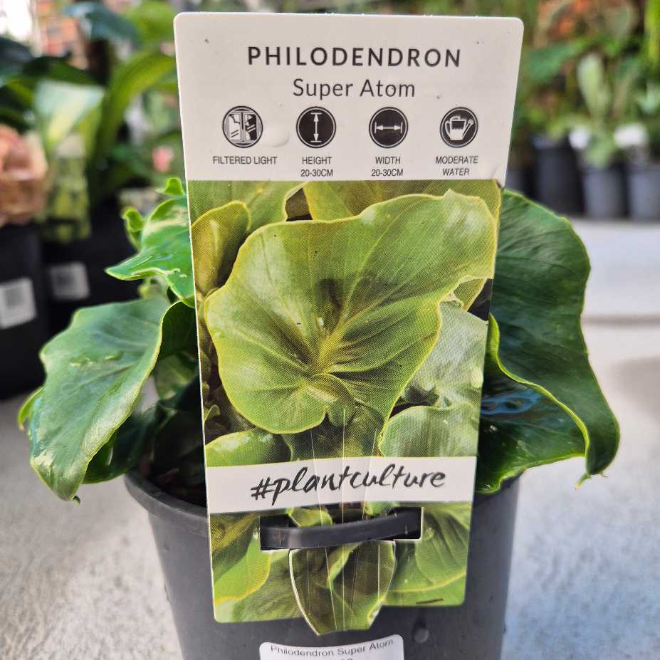 Potted Philodendron plant with a label indicating 'Super Atom' variety in a greenhouse setting.