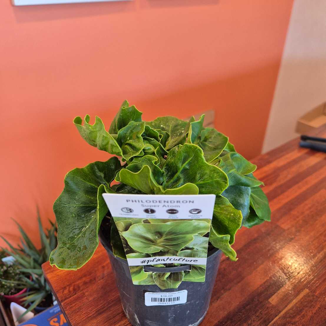 Potted plant with a label on a wooden surface against an orange wall