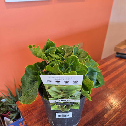 Potted plant with a label on a wooden surface against an orange wall