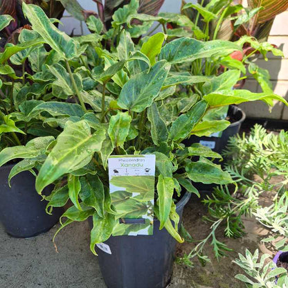 Potted plant with a label in an outdoor setting philodendron xanadu