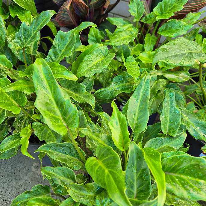 Philodendron Xanadu | Indoor Plant