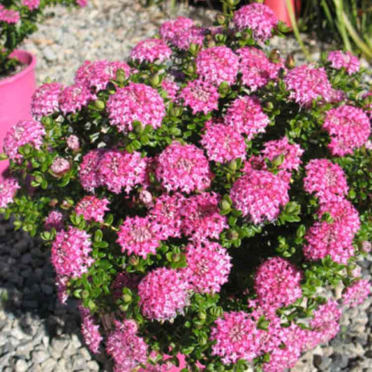 Pimelea Bonnie Petite