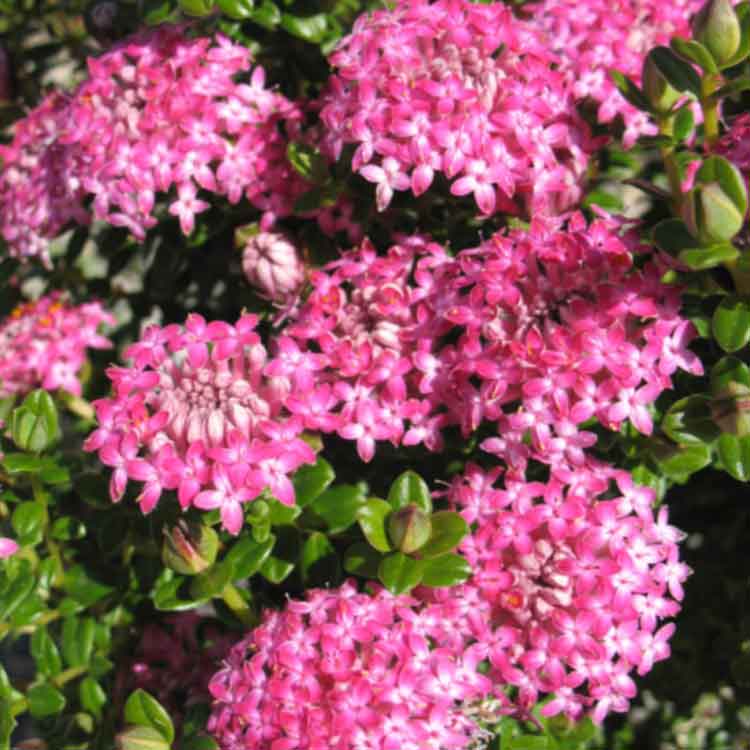 Pimelea Bonnie Petite