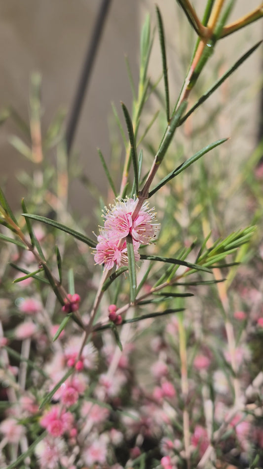 Hypocalymma angustifolium 'Coconut Ice'
