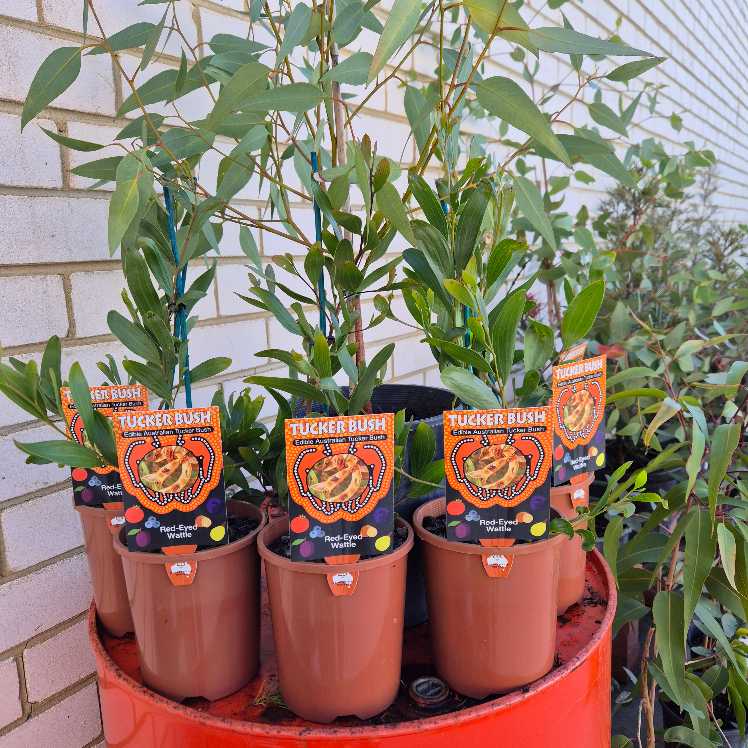 Potted plants with 'Tucker Bush' labels on a red stand against a brick wall.