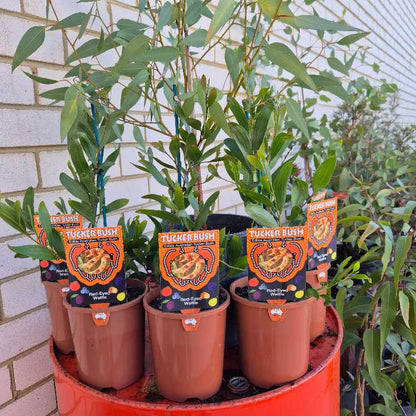Potted plants with 'Tucker Bush' labels on a red stand against a brick wall.
