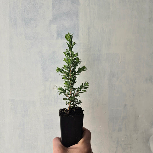 A small potted green plant in a black nursery pot held by a hand against a textured light gray wall.