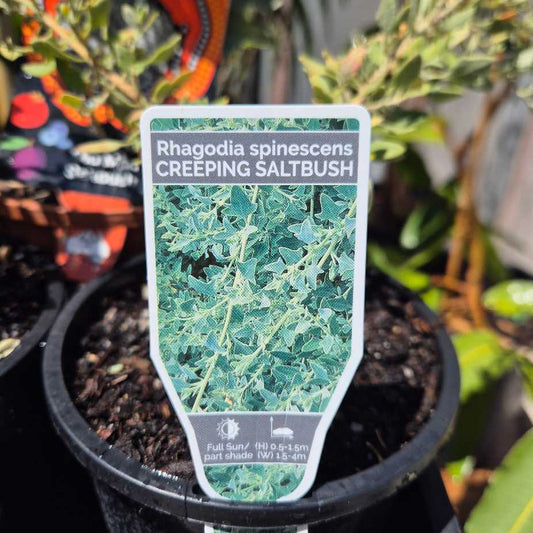 Plant label for Rhagodia spinascens Creeping Saltbush in a pot with plants in the background.