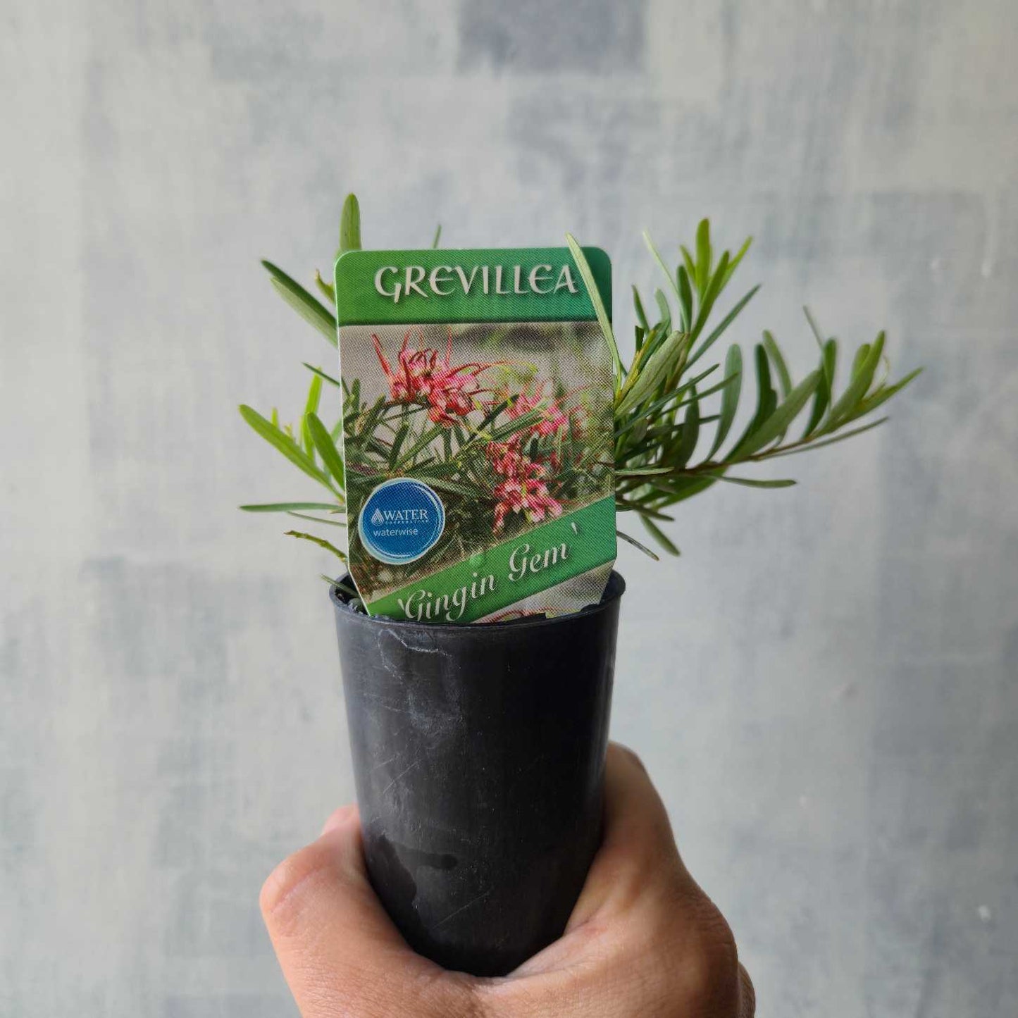 Grevillea obtusifolia 'Gingin Gem'