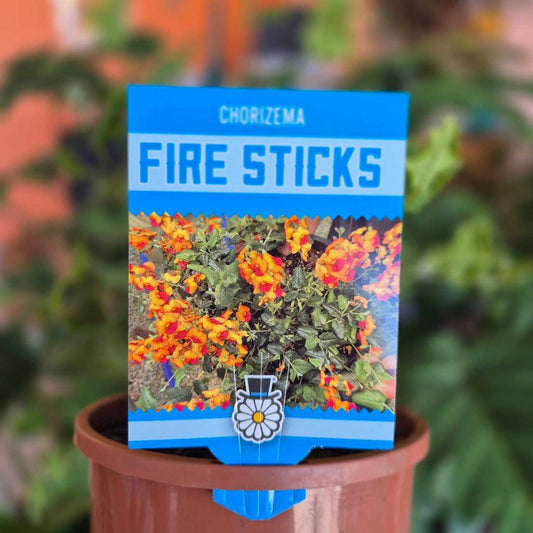 Chorizema 'Fire Sticks'