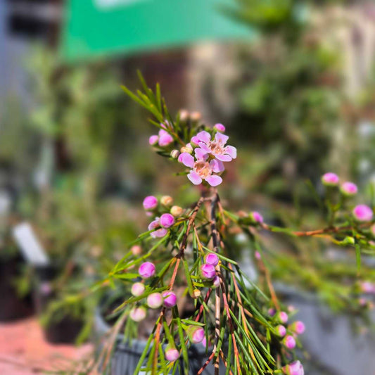 Chamelaucium 'Tumbelina'