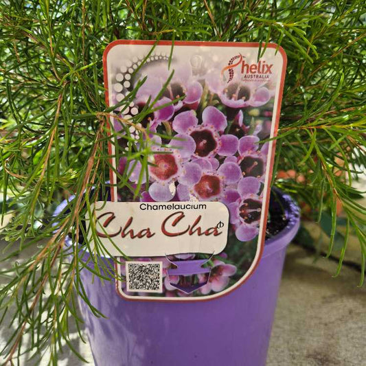 Chamelaucium 'Cha Cha'