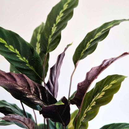 Calathea maui Queen