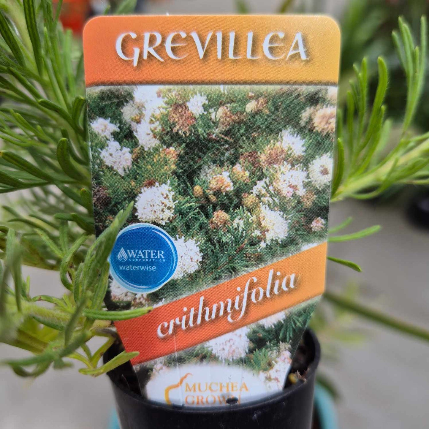 Grevillea crithmifolia Ground Cover