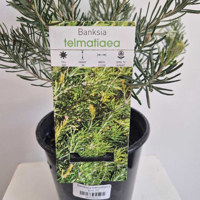 Banksia telmatiaea