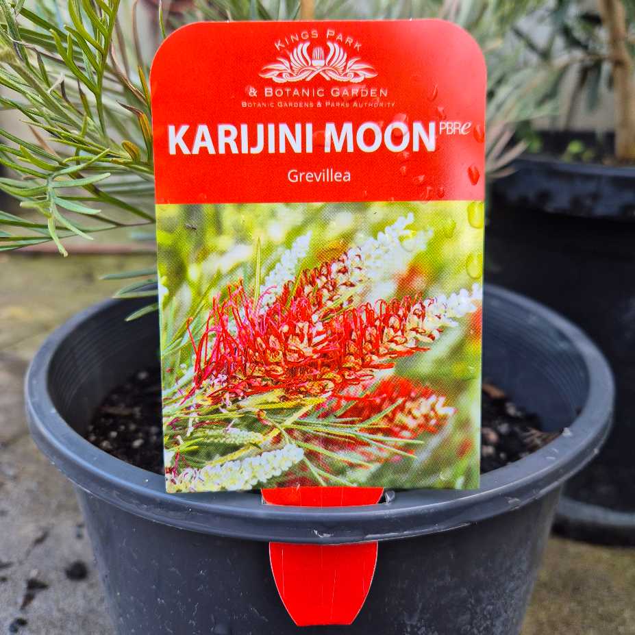 Grevillea 'Karijini Moon'