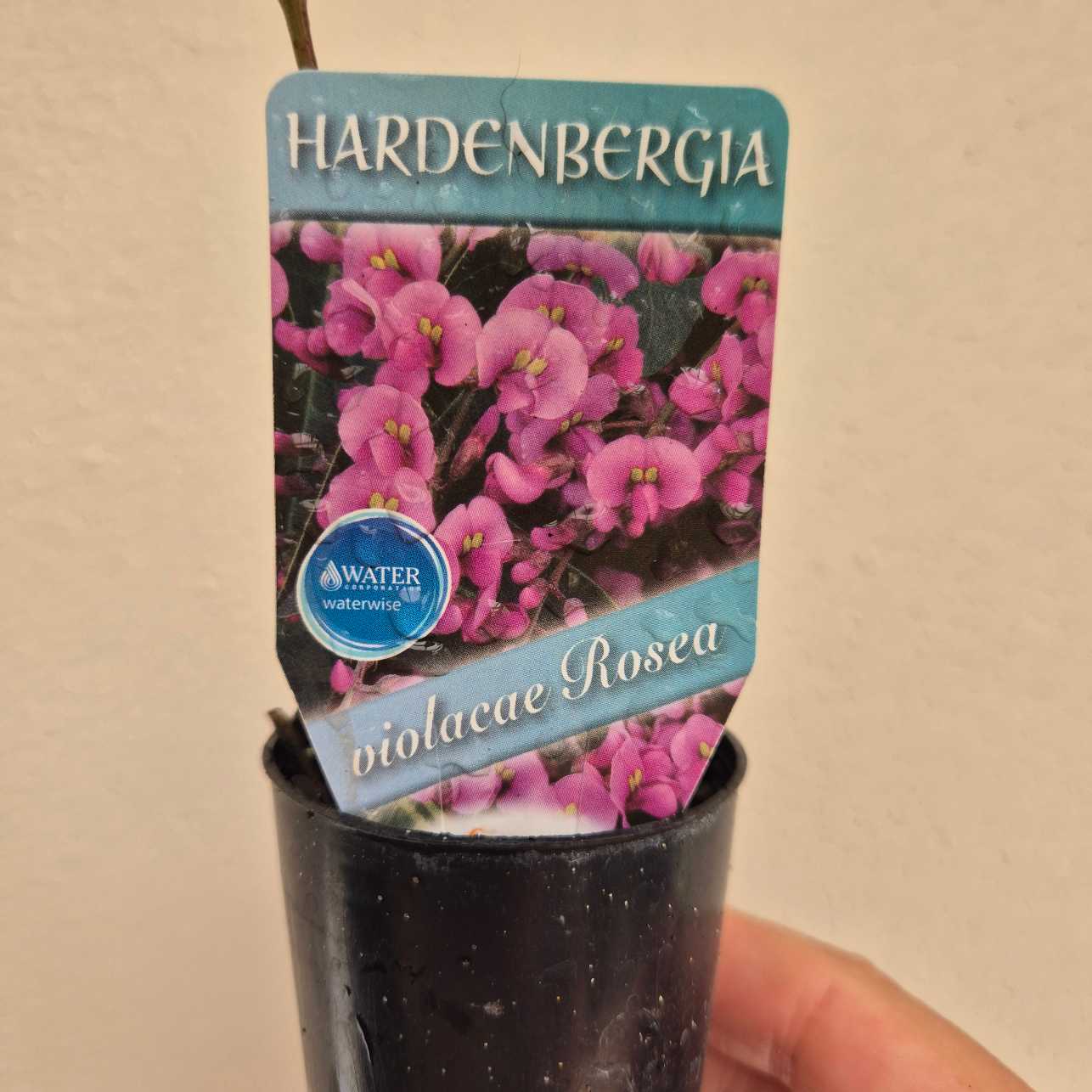 Hardenbergia violacae Rosea