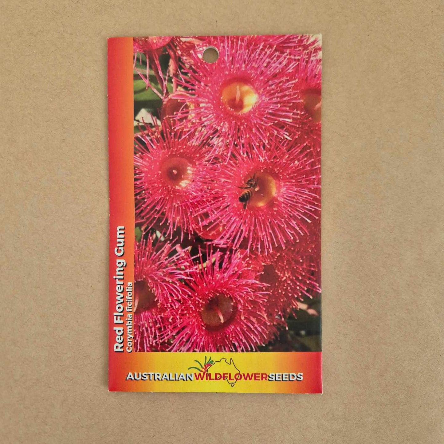 Corymbia ficifolia Seeds