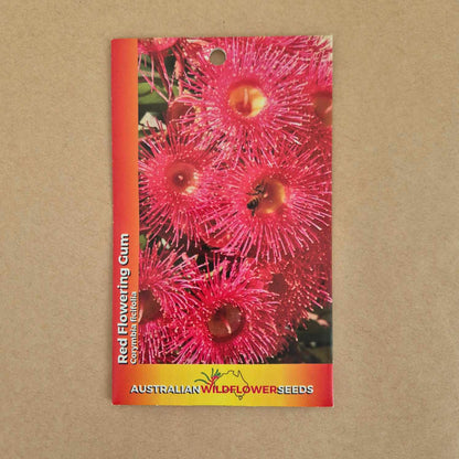 Corymbia ficifolia Seeds