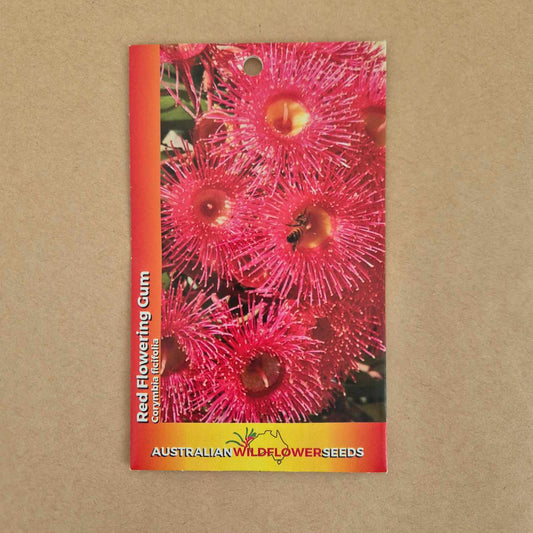 Corymbia ficifolia Seeds