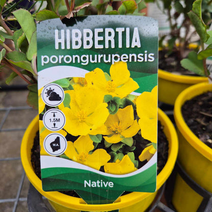 Hibbertia porongurupensis