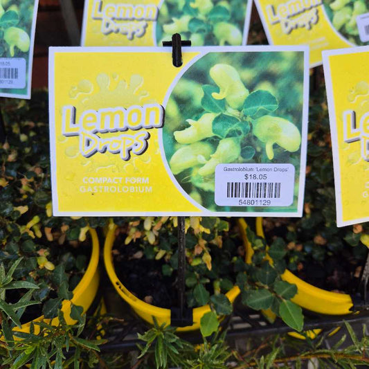 Gastrolobium 'Lemon Drops'
