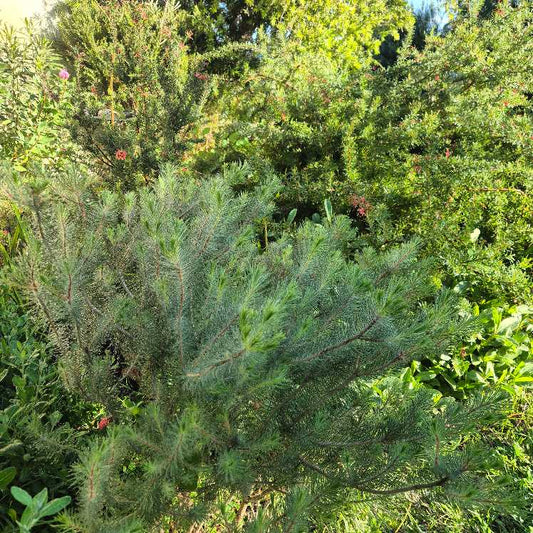 Calothamnus hirsutus