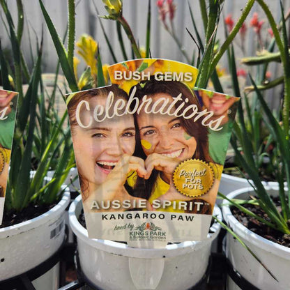 Anigozanthos 'Celebrations Aussie Spirit'