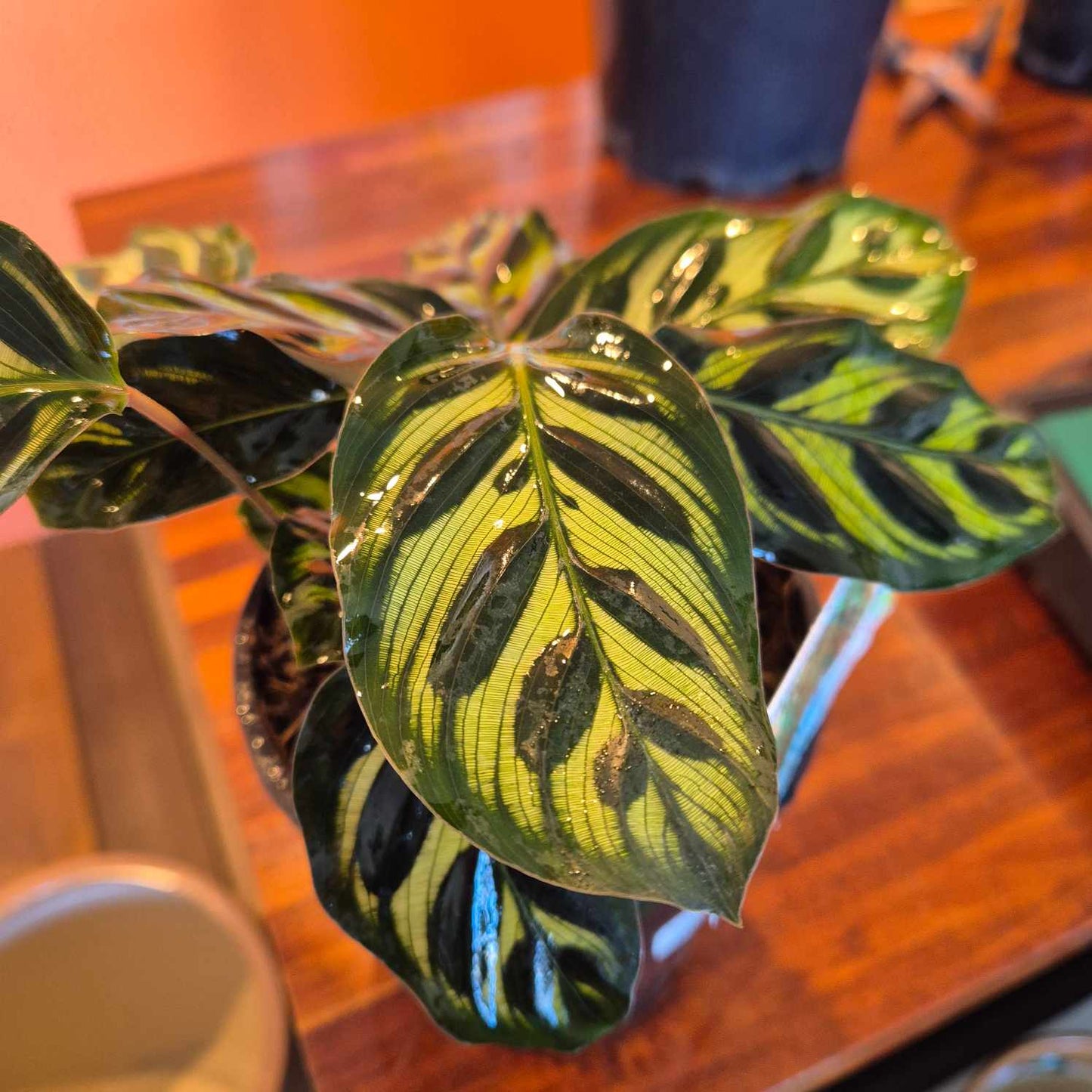 Calathea makoyana