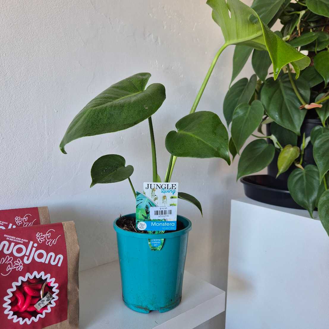 Monstera deliciosa