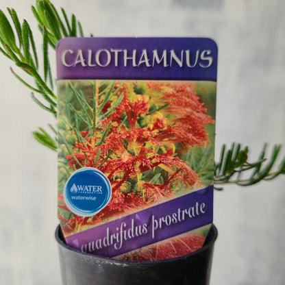 Calothamnus quadrifidus prostrate