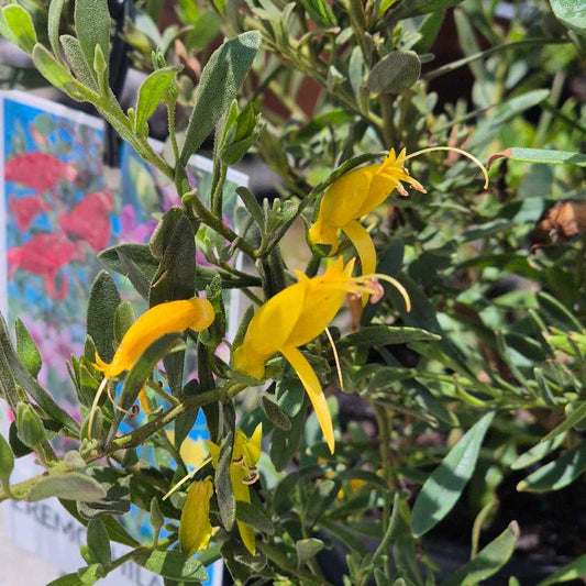 Eremophila glabra 'Belalla Gold'