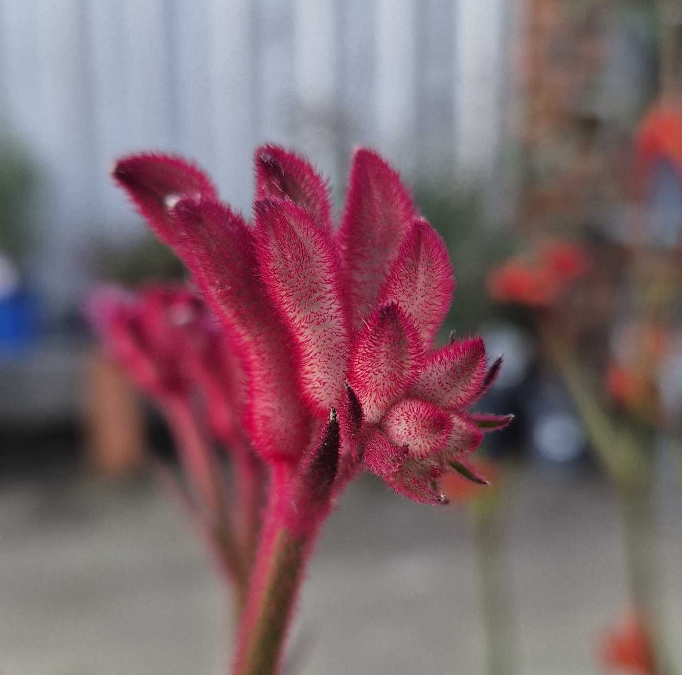 'Bush Crystal' Kangaroo Paw