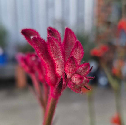 'Bush Crystal' Kangaroo Paw
