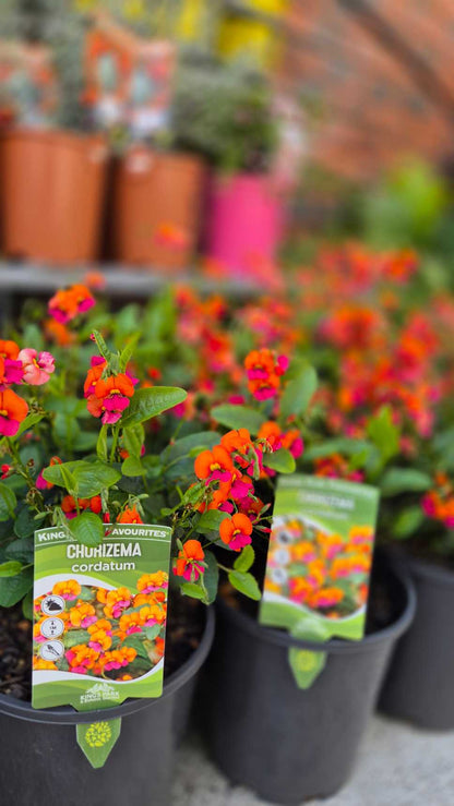 Heart-leaf Flame Pea | Chorizema cordatum