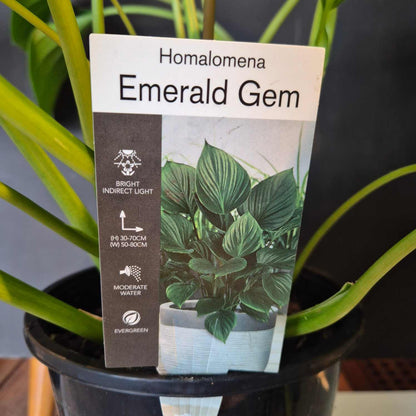 Homalomena Emerald Gem