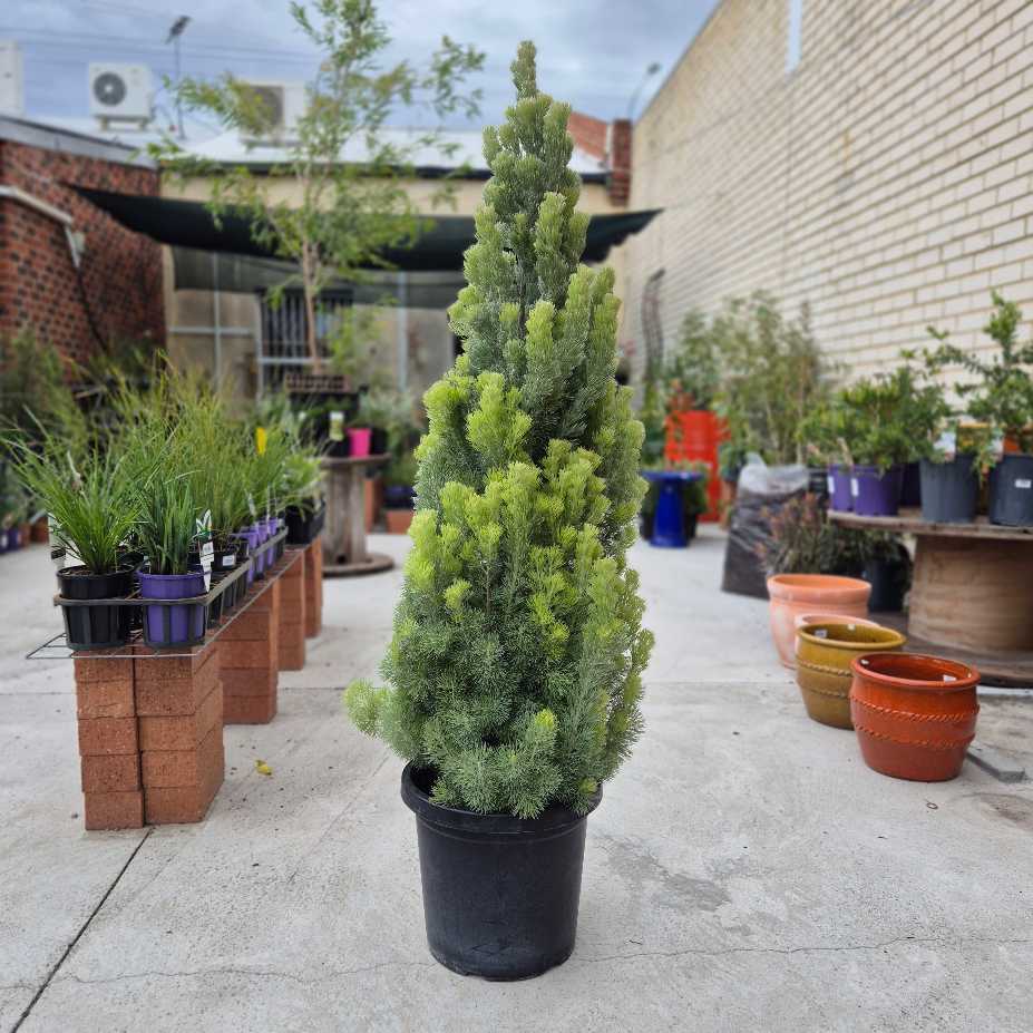 Adenanthos sericea Select