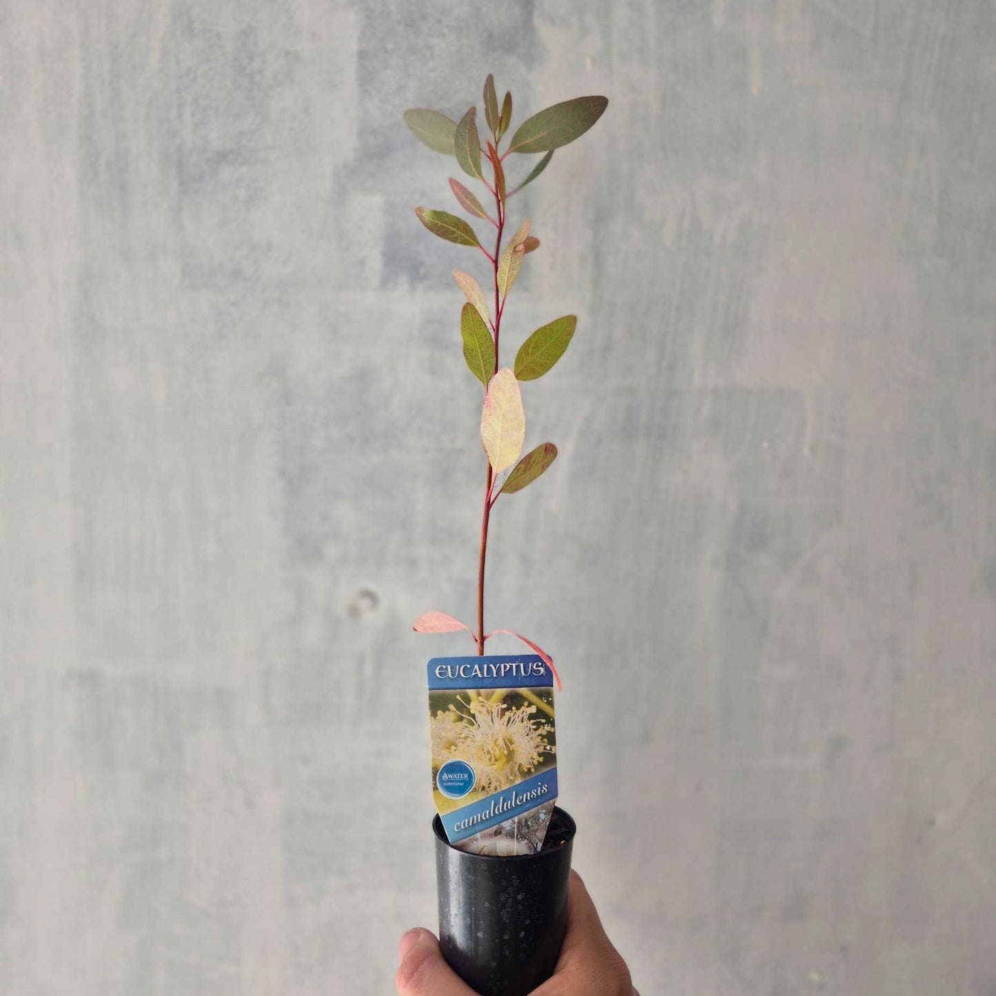 Melaleuca quinquenervia - Broad-Leaf Paper Bark