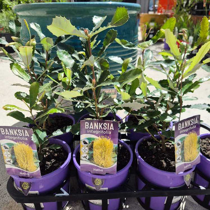 Banksia integrifolia